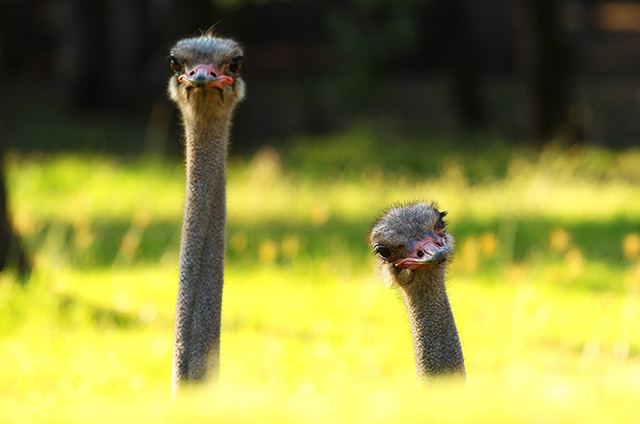 Ostriches.jpg