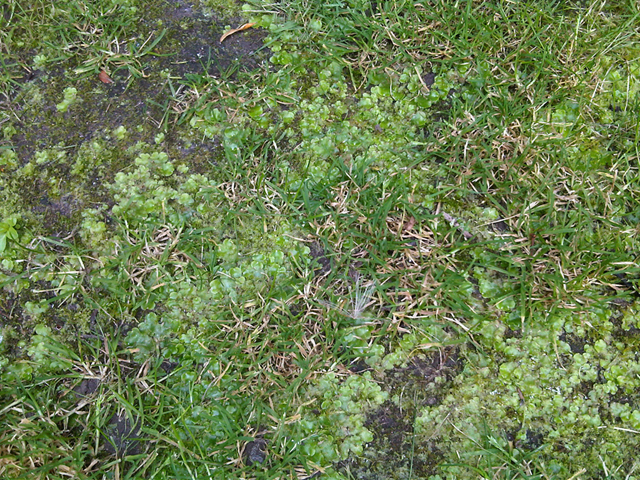 Liverwort-on-a-lawn.jpg