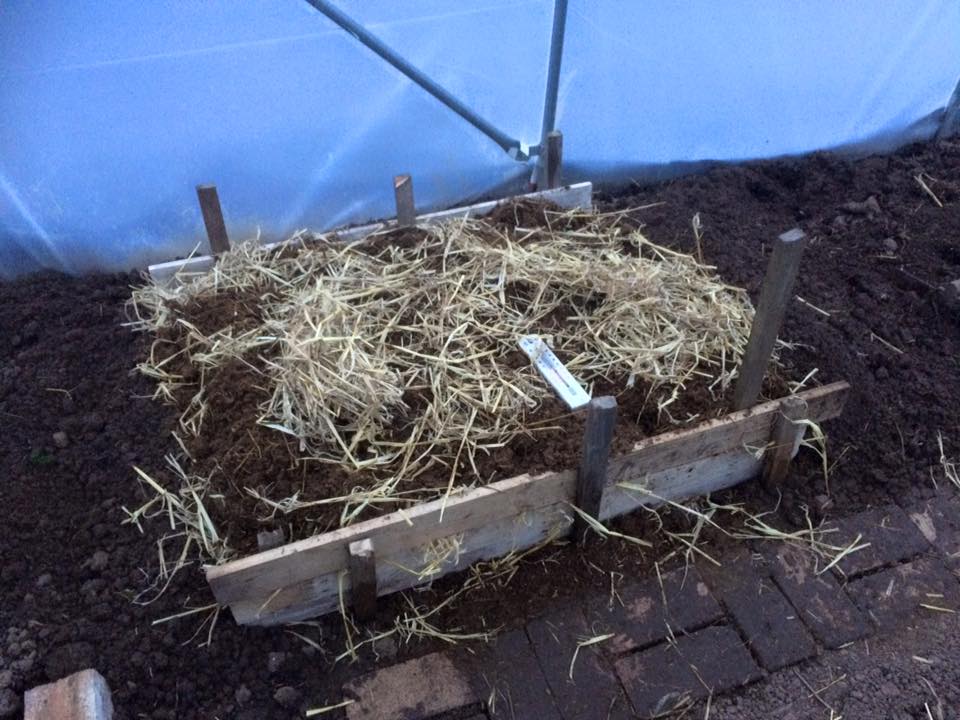 hot bed with trays on top, convered with plastic (open at the front to allow air in)