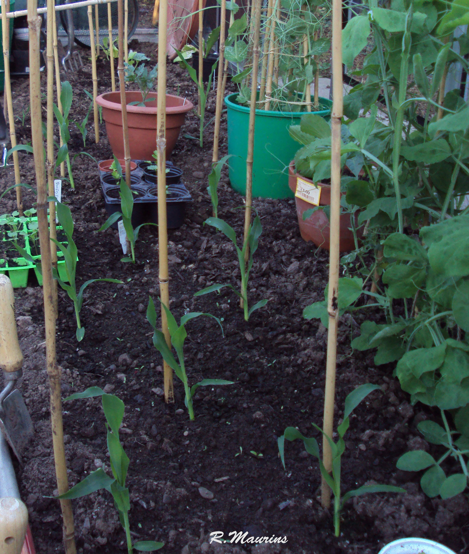 sweetcorn under glass.jpg