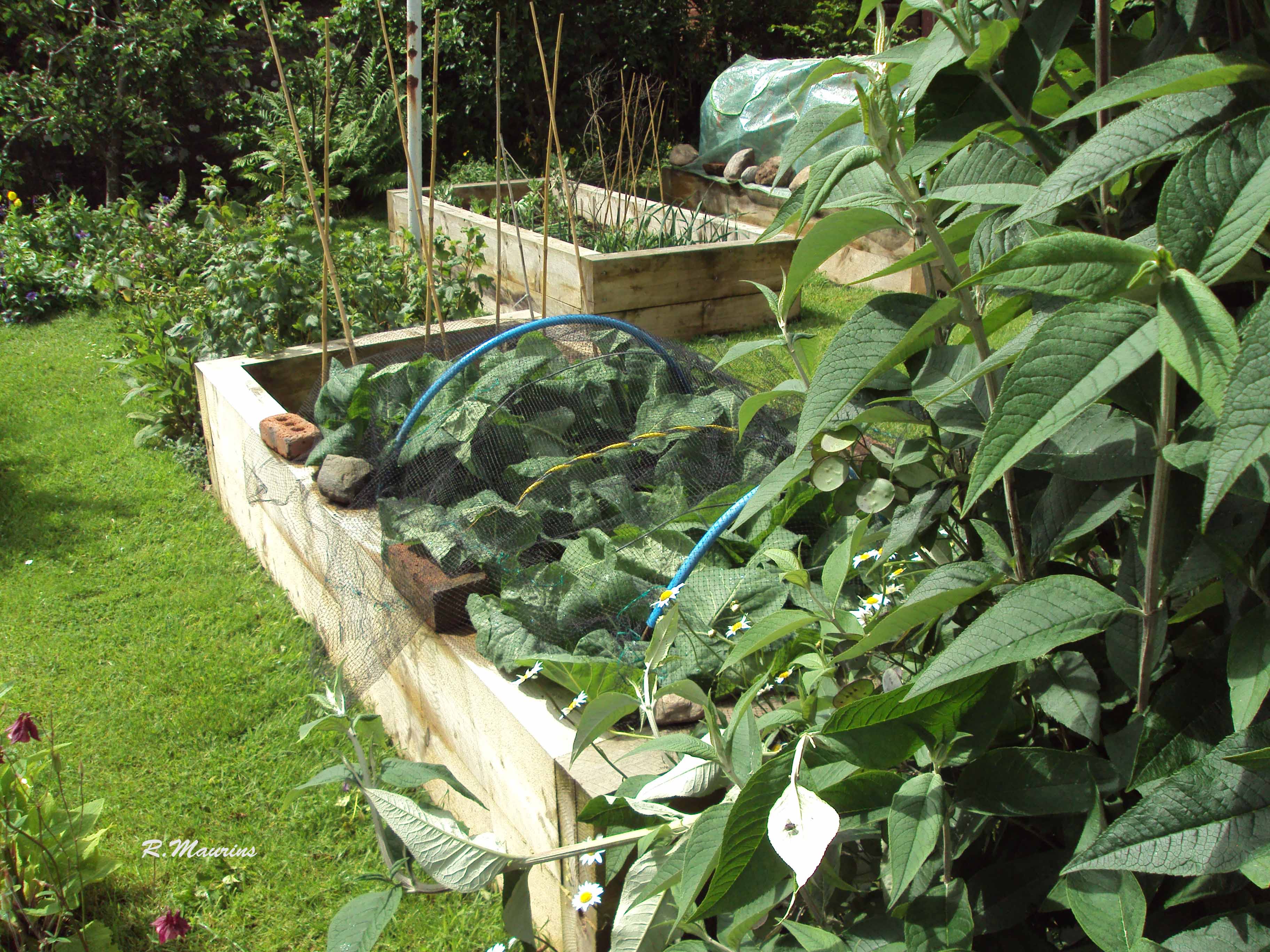 Cabbages and Cauliis.jpg