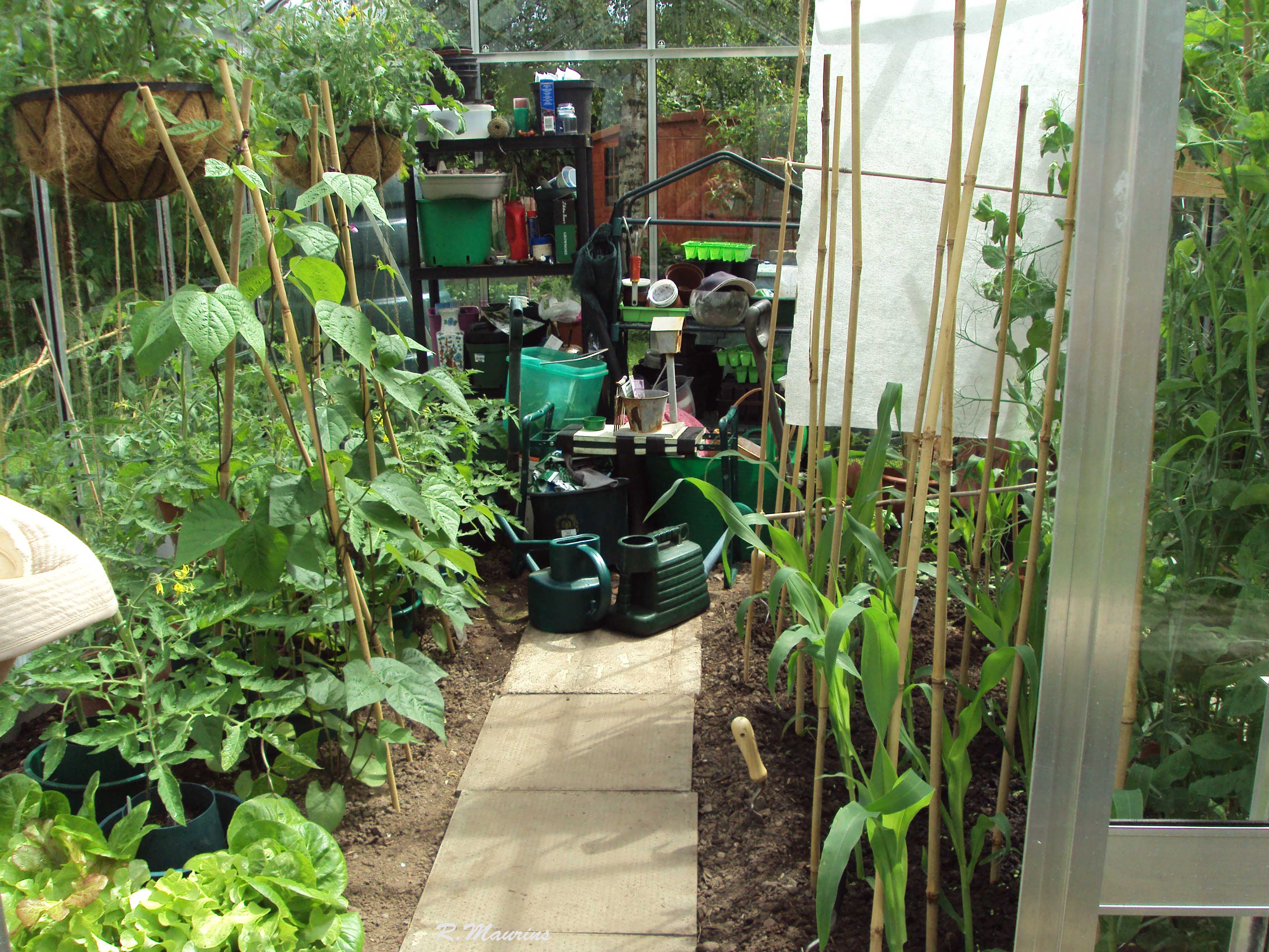 View from the greenhouse door.jpg