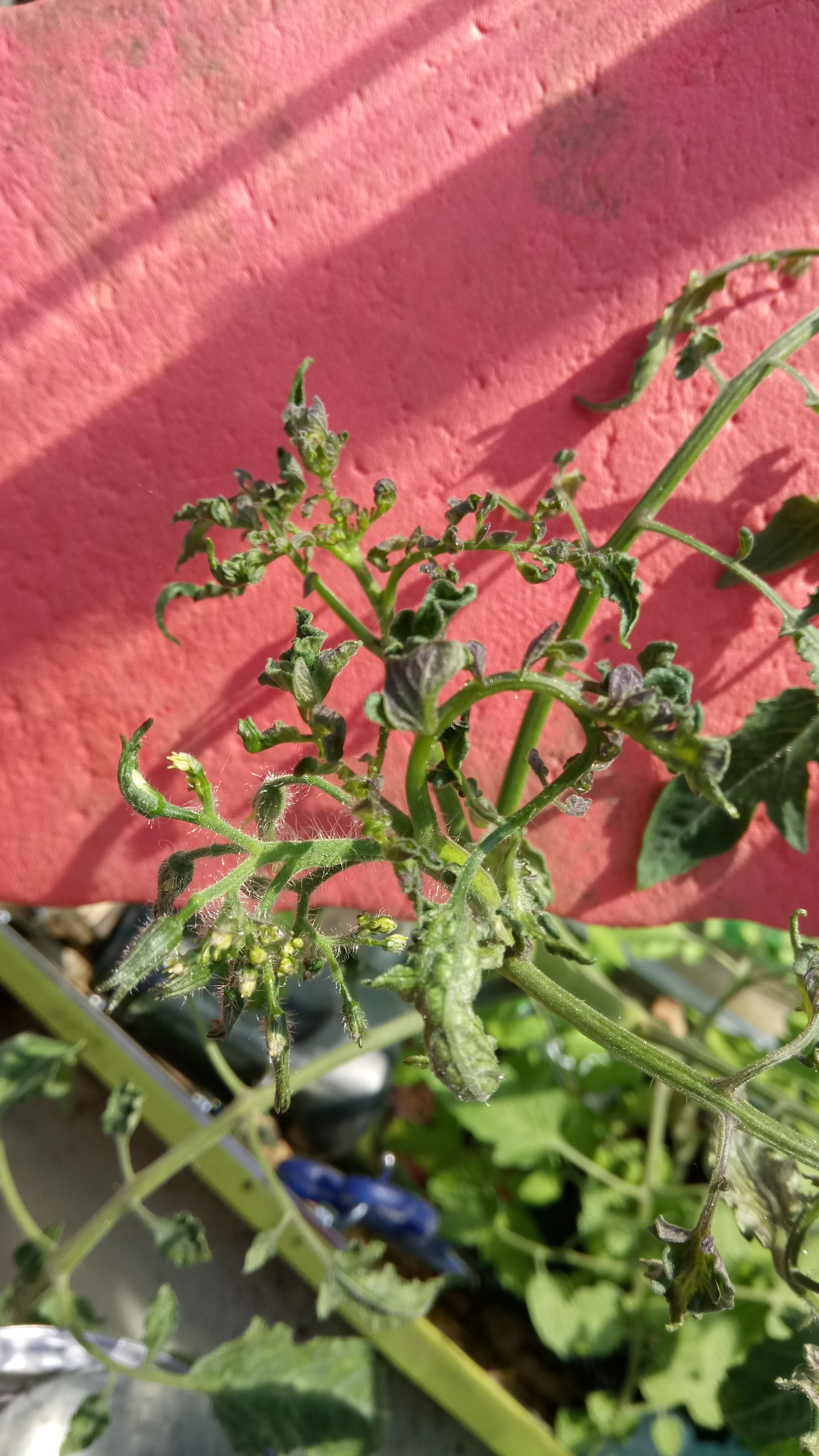 tomato curl1