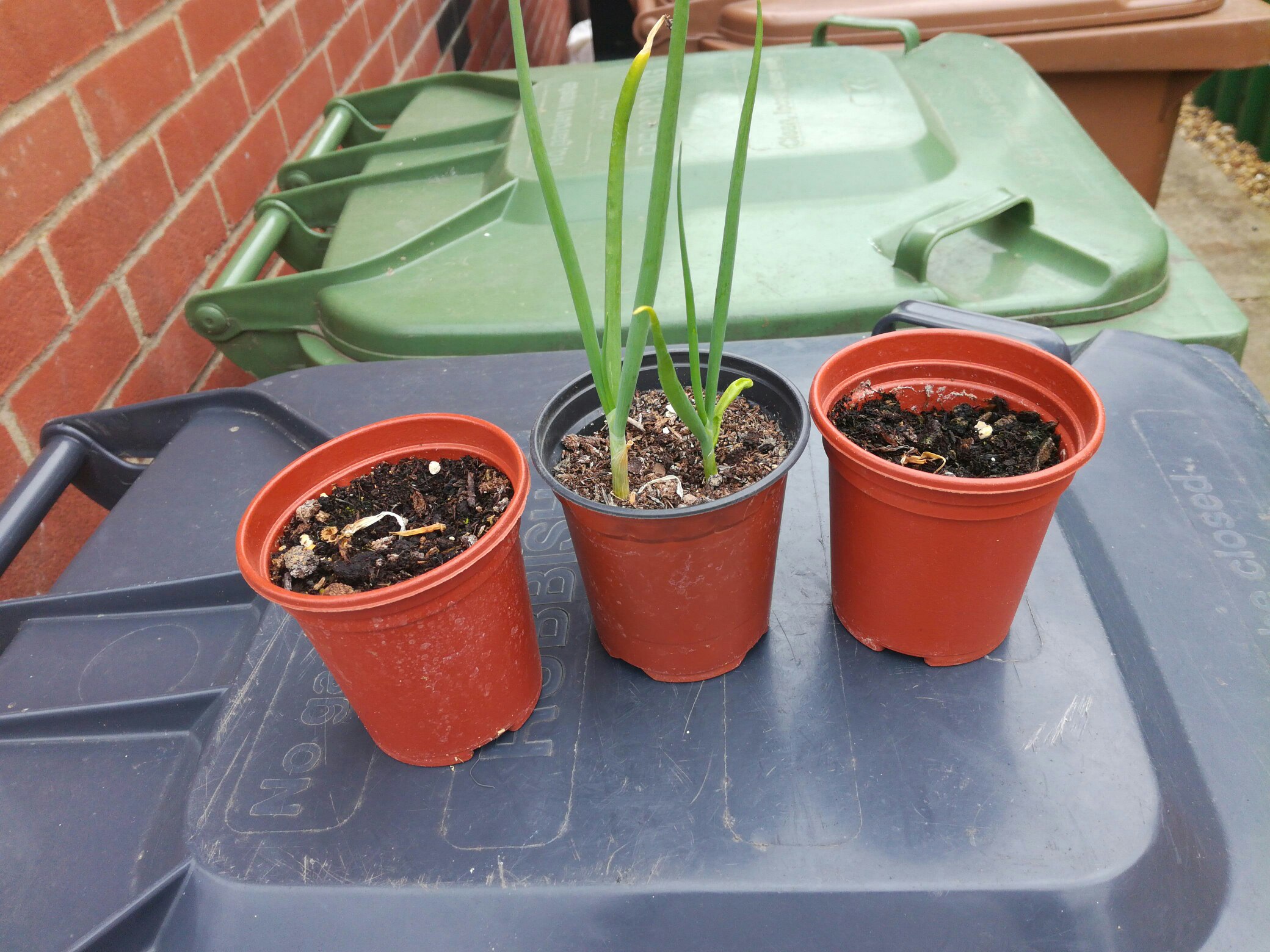 Onion regrown update.jpg