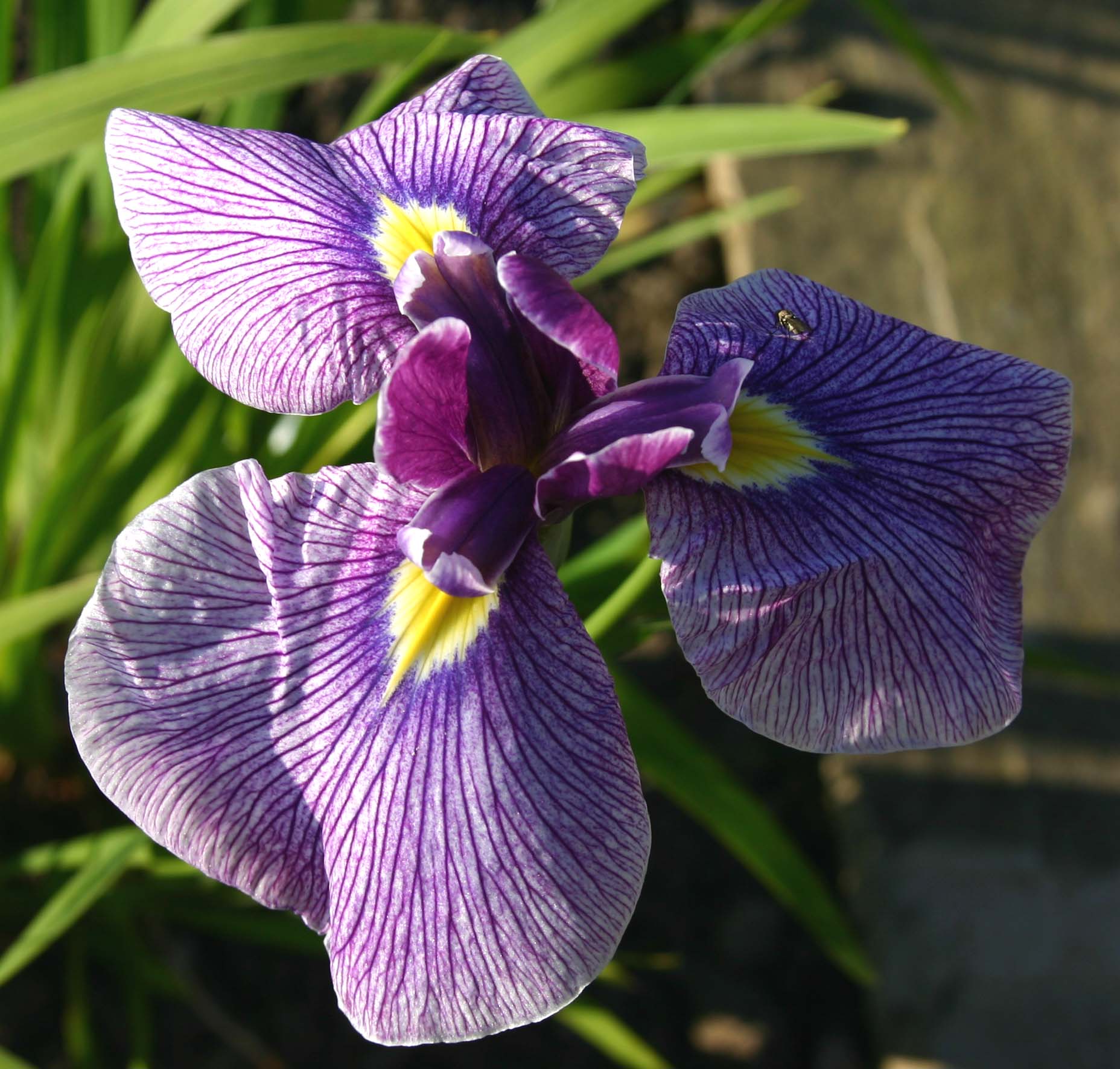 Iris Ensata Kalamazoo.jpg