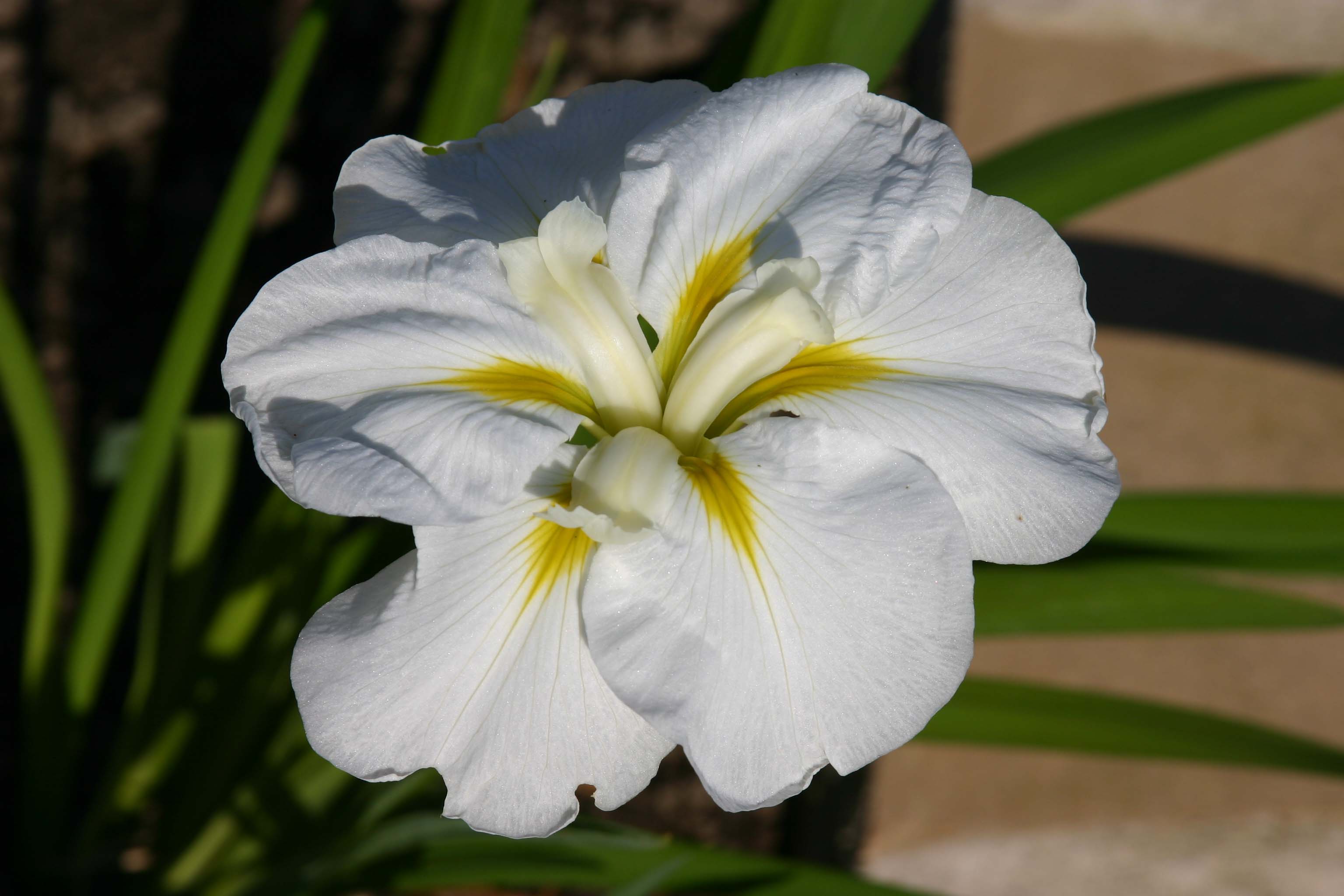 Iris Ensata Moonlight Waves.jpg