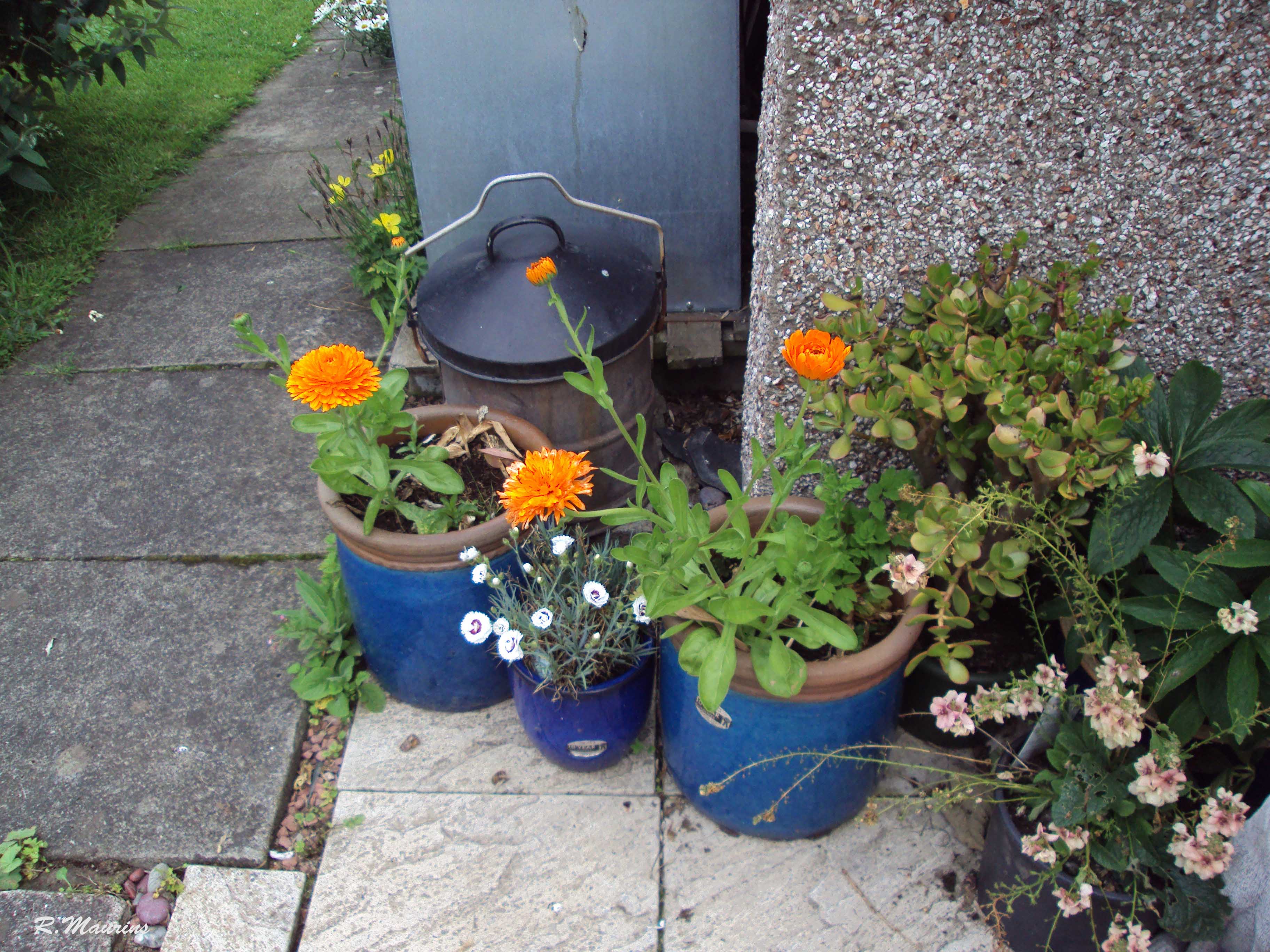 Door step pots.jpg