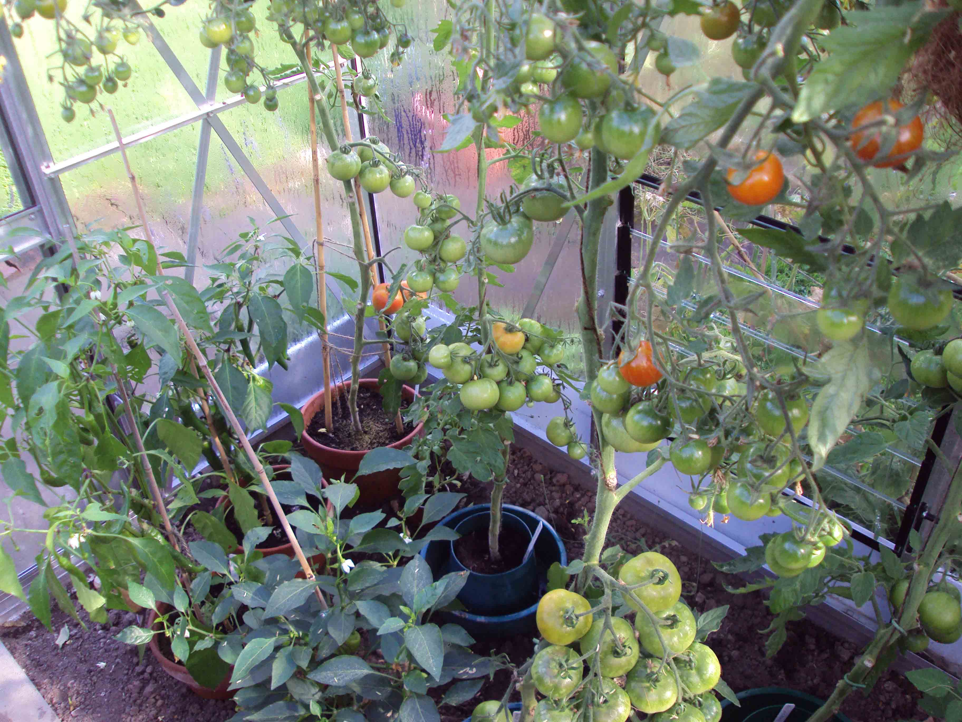 Ailsa Craig and chillies.jpg