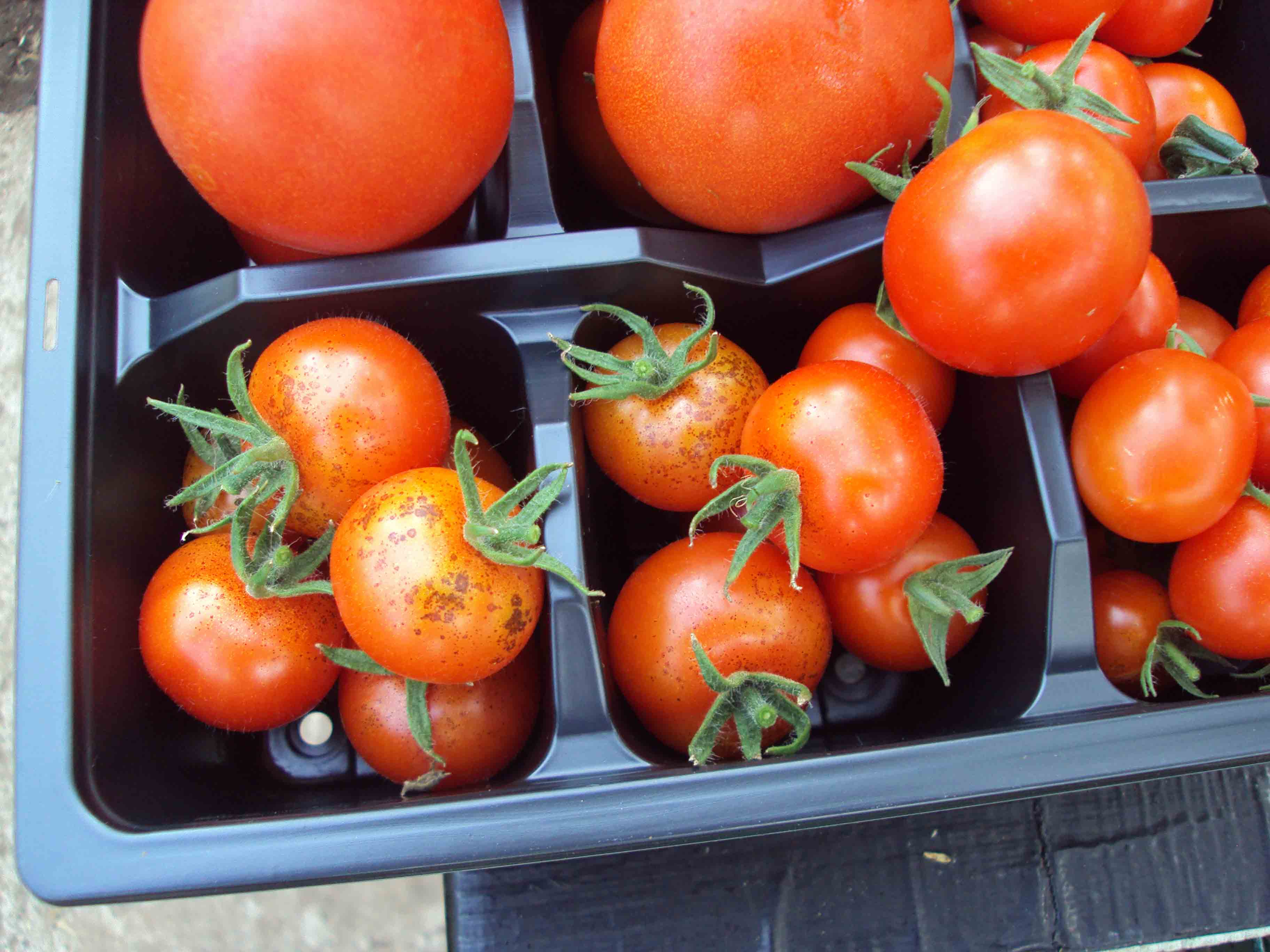 Tomatoes with freckles.jpg