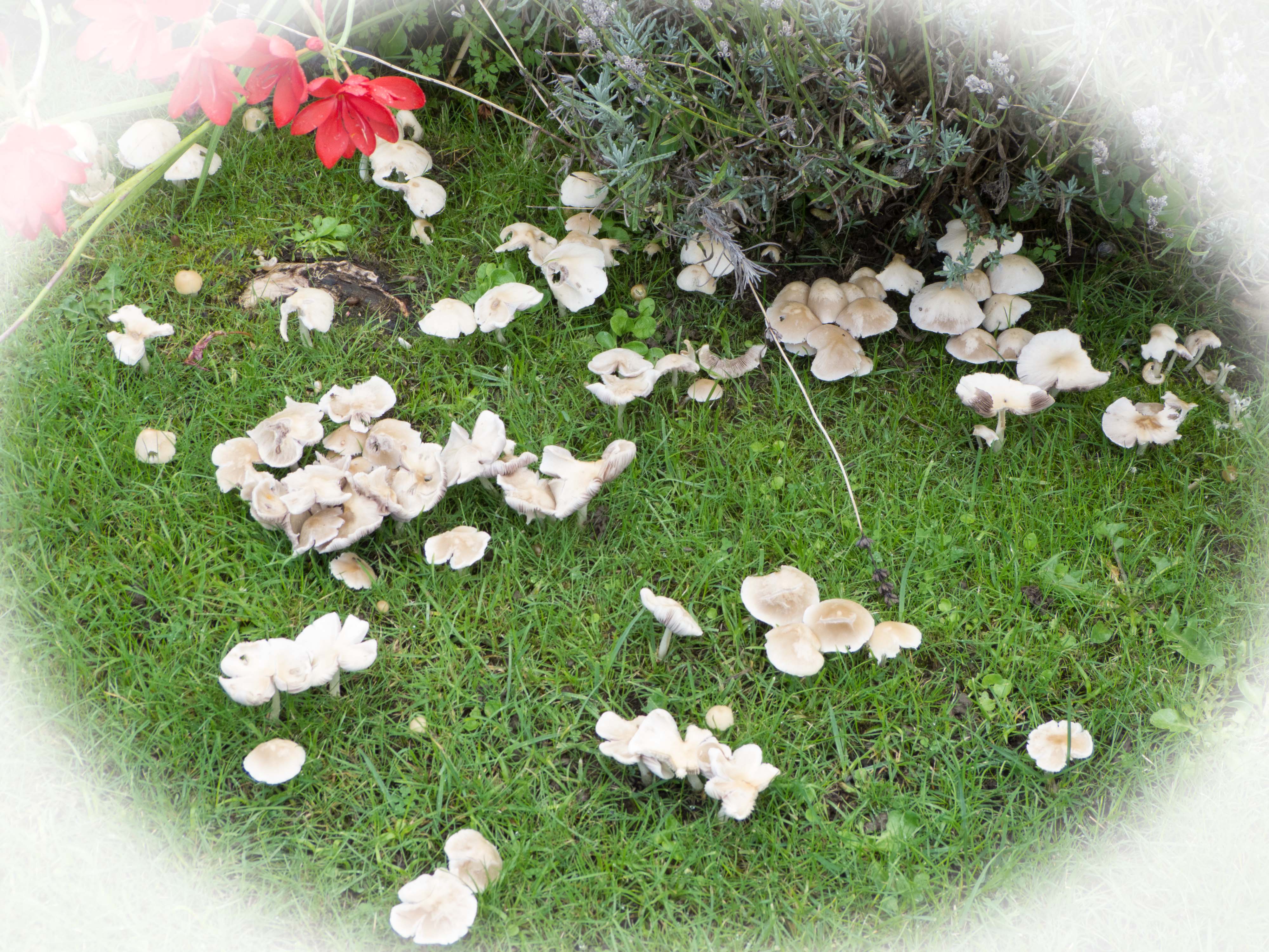 Mushrooms in lawn_edited-1.jpg