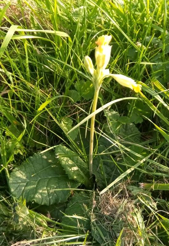 cowslip1.jpg