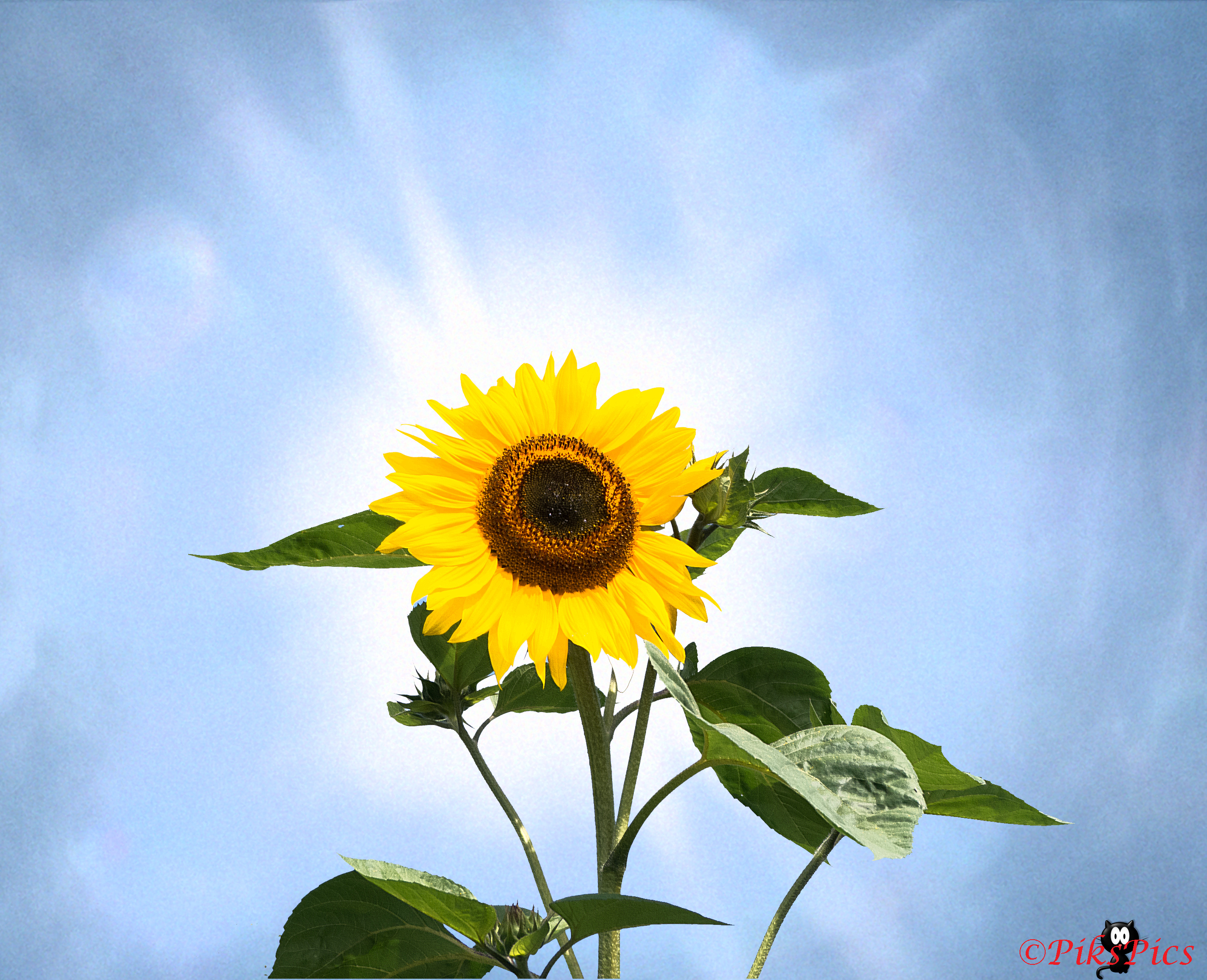 sunny sunflower.jpg