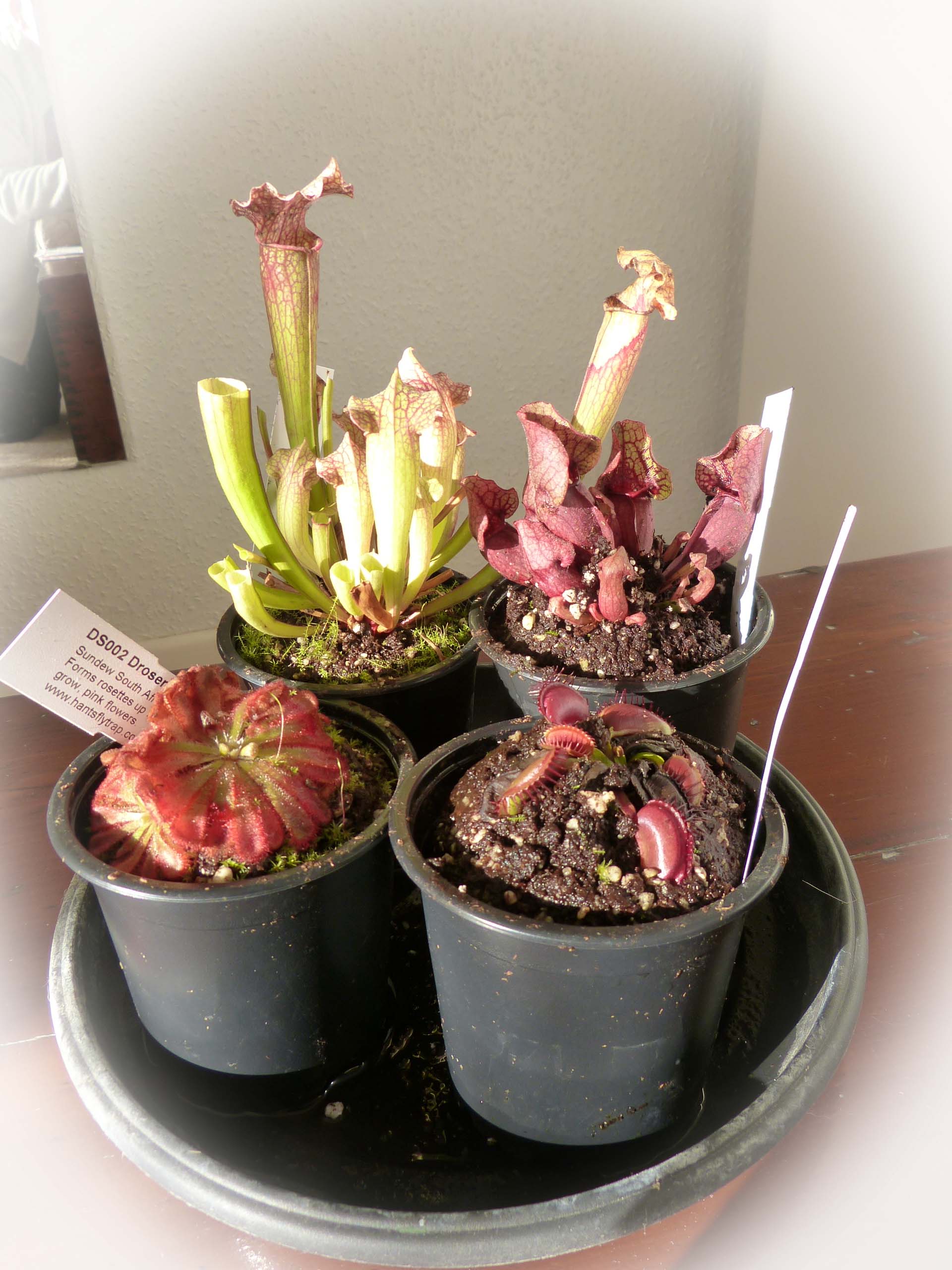 carniverous plants.jpg