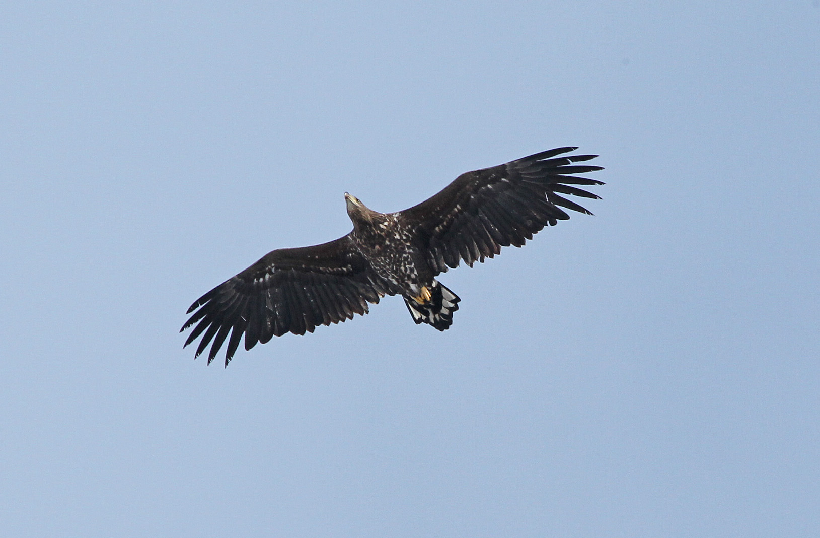 Juvenile Golden Eagle.jpg
