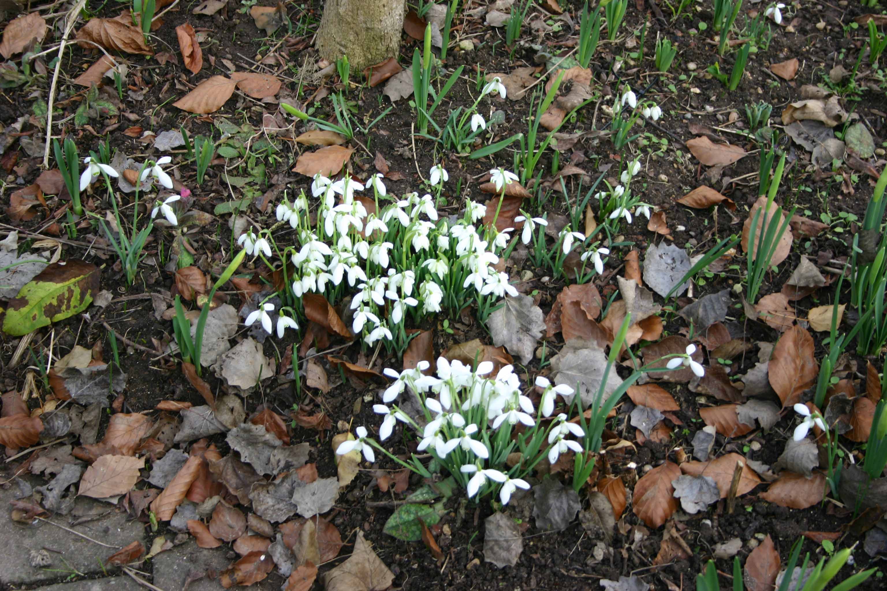 Galanthus Nivalis (Low Res).jpg