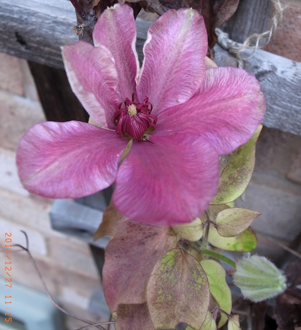 confused clematis_0010830.jpg