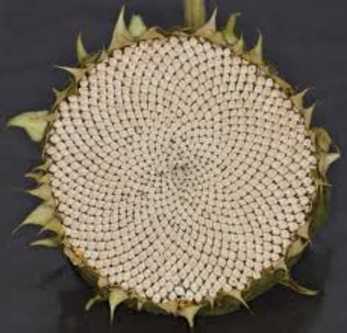 sunflower seed head.jpg