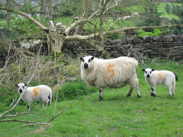 Dafad a'i dau oen bach.jpg