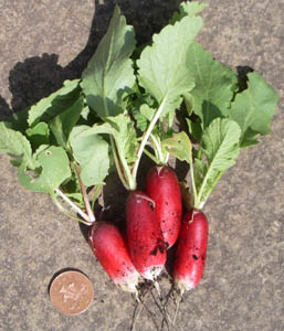 radish2.jpg