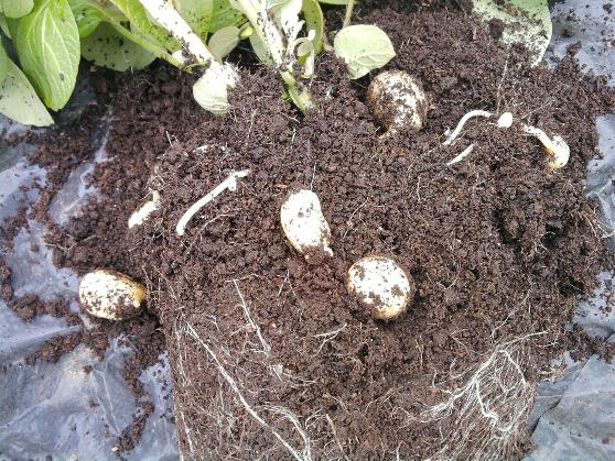 Premiere pot 19-5-12.jpg