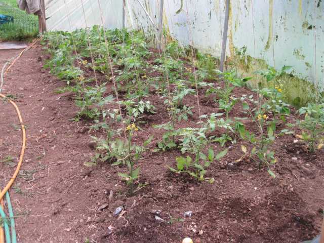 Tomatoes in tunnel 31 May 2012