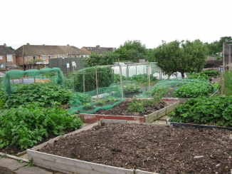 IMG_0903 veg plot.jpg