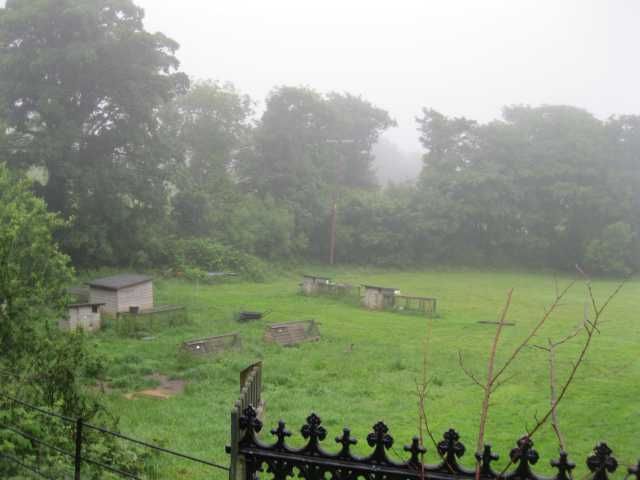 Bore niwlog 27 Mehefin.JPG