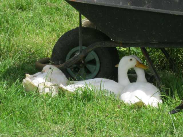 Sut mae defnyddio hen ferfa.JPG