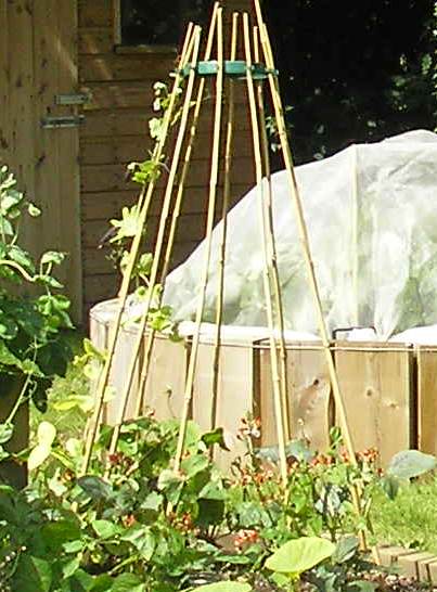 20120712 School Veg Gardenn (7)sml.jpg