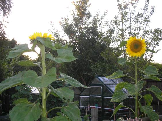 20120809 sunflowers (4).jpg