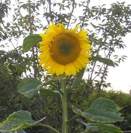 20120809 sunflowers (5).jpg