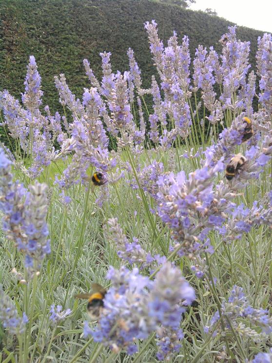 Old English Lavender 23-8-12.jpg
