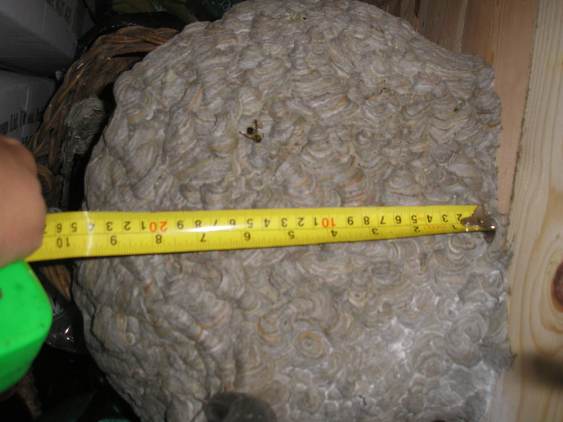 Wasp nest (1).jpg