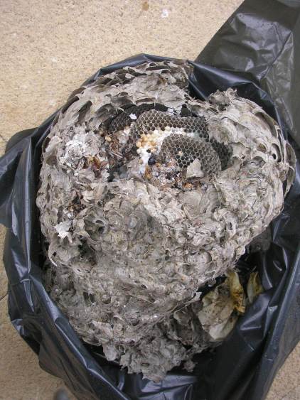Wasp nest (2).jpg