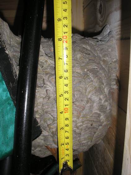 Wasp nest (3).jpg