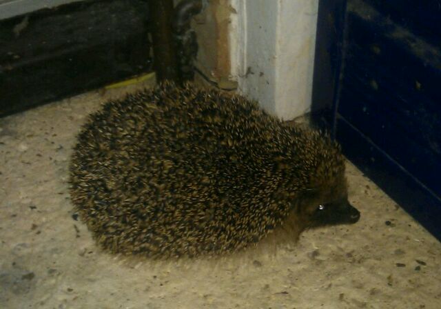 hedgehog.jpg