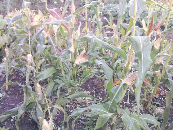 Less than Incredible Sweetcorn .jpg