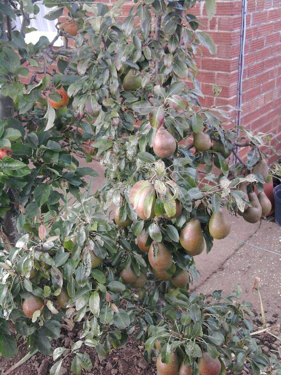 Louise Bonne of Jersey 29-9-12.jpg