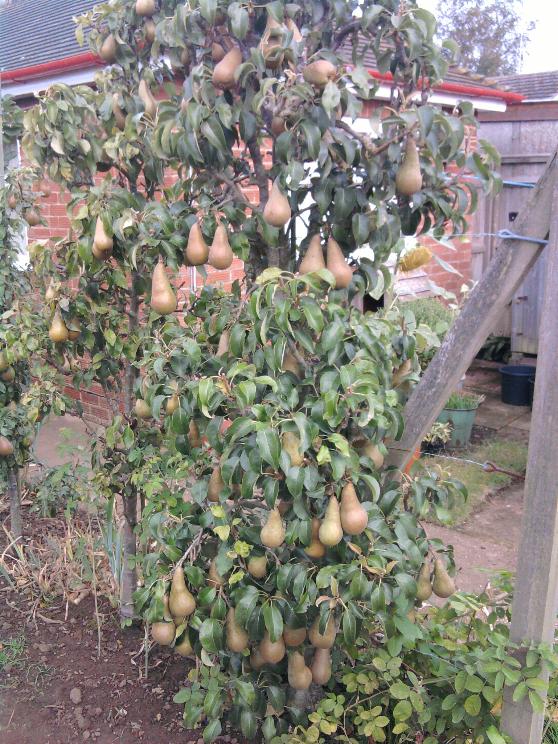 Concorde 30-9-12.jpg