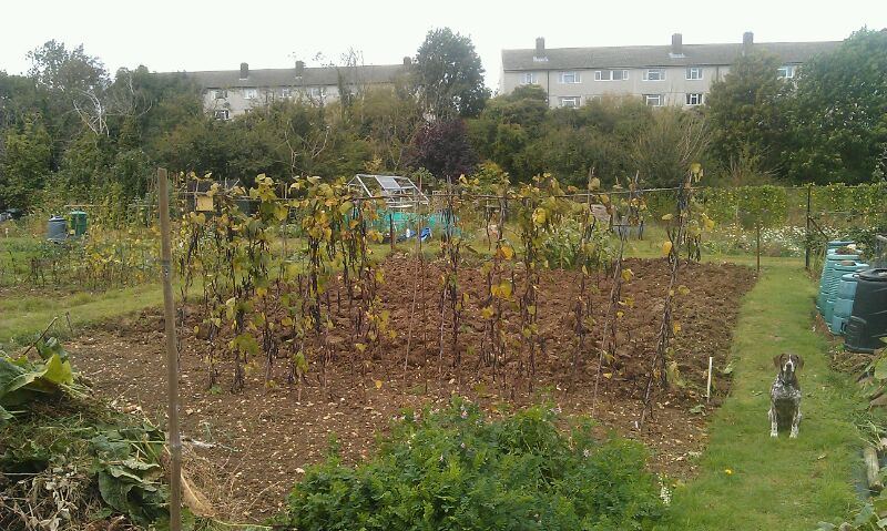 2012 Autumn digging.jpg