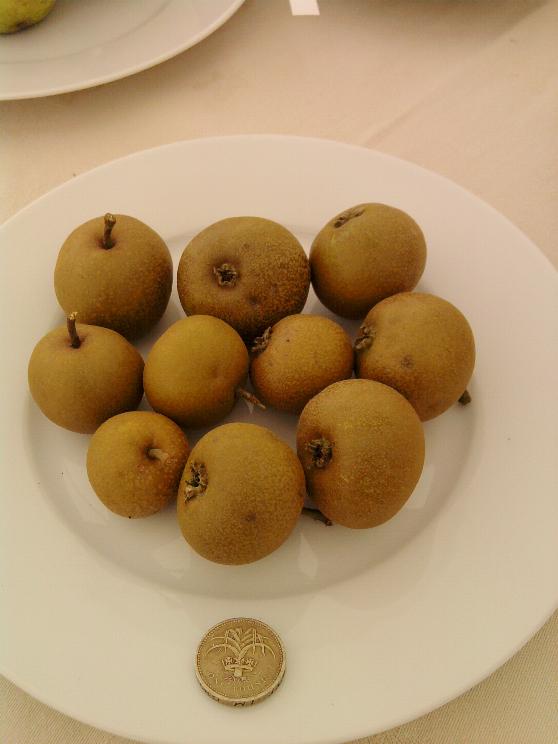 Apple Day Pears...jpg