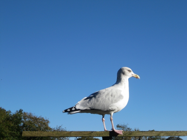 21 Hydref 2012 (2) (640x480).jpg