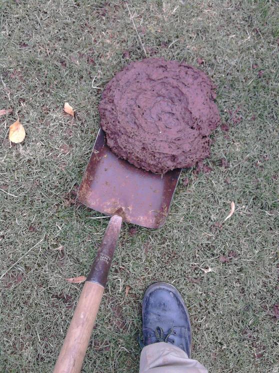 Shovelling 26-10-12.jpg