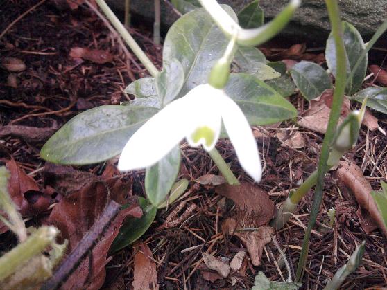 Snowdrops 13-11-12.jpg