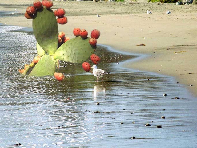 CactusSeashore (640x480).jpg
