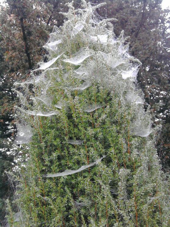 Irish Juniper on the Ghost Walk.jpg