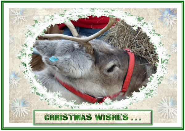final reindeer small.jpg