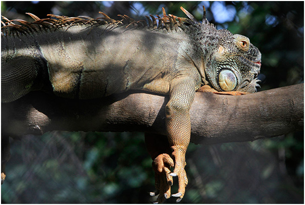 Iguana.jpg