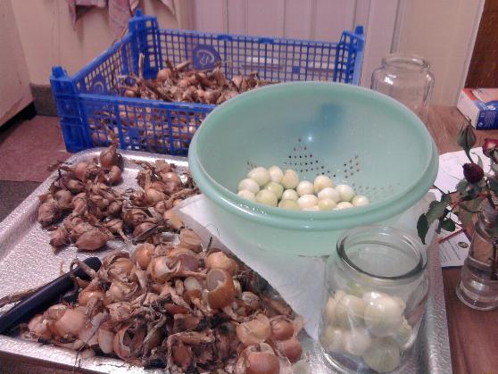 Pickled Shallots 26-12-12.jpg