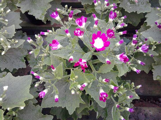 Cineraria 1-1-12.jpg